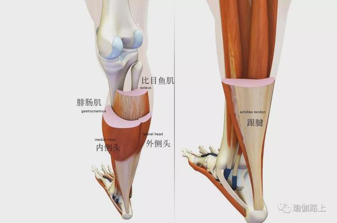 米乐M6：练瑜伽很多人忽略了这个小动作尤其要注意了！(图2)