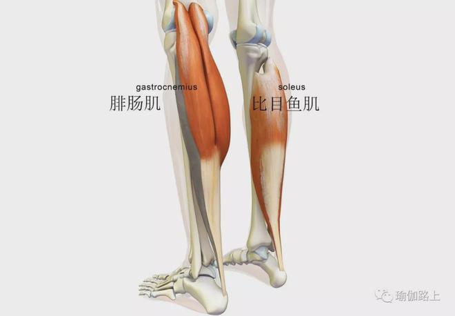 米乐M6：练瑜伽很多人忽略了这个小动作尤其要注意了！(图1)